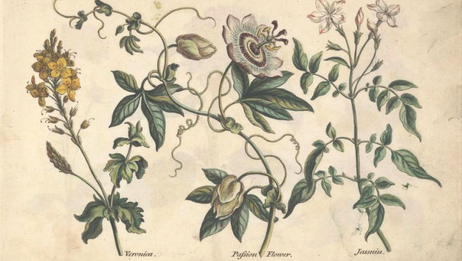 Greenleaf Botanique